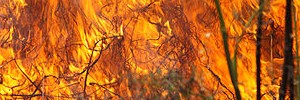 Wildland Fire Wildland Fire